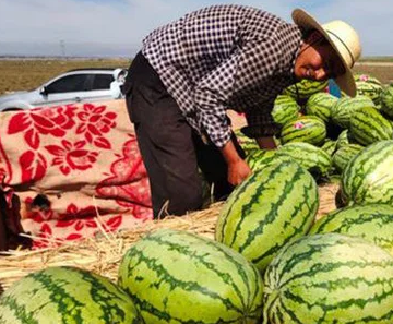 Đánh giá từ số liệu năm 2019, sản lượng dưa hấu tây sa ở Ninh Hạ đạt 1,8 triệu tấn và doanh số bán hàng đạt hơn 2 tỷ nhân dân tệ (tương đương 7000 tỷ Việt Nam đồng). Thu về lợi nhuận bạc tỷ nhưng loài dưa này lại bị cấm không được nhân rộng. Lý do xuất phát từ cách trồng dưa tây sa là phủ lên gốc một lớp cát sỏi dày 10-15cm để tạo thành lớp phủ đất. Chính loại đất phủ này là lý do khiến việc trồng dưa không được mở rộng.