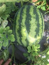 Cuối cùng, người dân bắt đầu hình thành các ruộng dưa hấu đạt tiêu chuẩn. Họ sử dụng phương pháp trồng cây tiết kiệm nước như phủ màng nhựa và tưới nhỏ giọt. Đồng thời, họ cũng phải trồng một số lượng lớn cây kim ngân để phục hồi môi trường sinh thái đã bị tàn phá của địa phương.