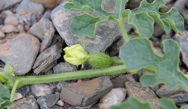 Cái tên "dưa hấu mọc từ kẽ đá" xuất phát từ phương pháp trồng dưa trên sa mạc của người nông dân Trung Quốc. Cách trồng là phủ một lớp sỏi dày lên đất tại gốc cây để tạo thành lớp phủ trên bề mặt đất. Bằng cách này, ánh sáng mặt trời chiếu thẳng xuống đất được giảm thiểu, làm giảm sự bốc hơi nước từ đất.