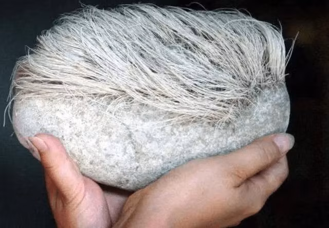 Vào một buổi chiều tối, có một người nông dân ở thị trấn Bản Khê, tỉnh Liêu Ninh, Trung Quốc vác cuốc về nhà như thường lệ. Khi đi trên đường, ông ngó ngang ngó dọc, thư thái nhìn mọi thứ thì lập tức bị thu hút bởi một thứ gì đó bên đường. Ông dừng lại nhìn kỹ thì nhận ra đó là một viên đá nhưng nó lại có tóc trắng trên đầu.