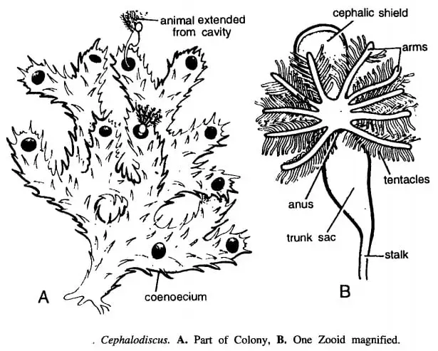 Không lâu sau, các chuyên gia đã phát hiện sự thật về viên đá. Hóa ra, những sợi tóc trắng đó thực chất là một sinh vật cổ đại sống trong đá có tên Cephalodiscus. Ngay lập tức, ngôi làng nơi cụ ông Wang sinh sống đã phải phong tỏa.
