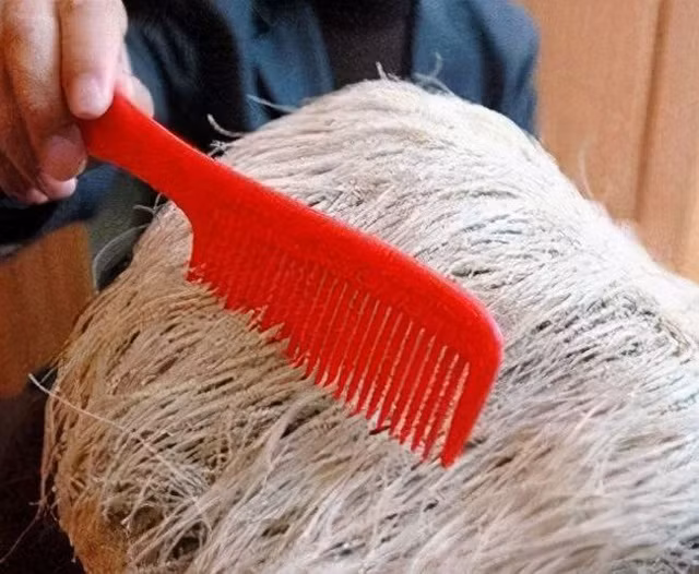 Sau đó, ông phát hiện ra những sợi lông trắng trên đầu viên đá dường như mọc dài ra. Sau vài ngày tóc trắng phủ kín phía trên viên đá khiến ông kinh hãi.