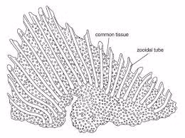 Tuy nhiên, sau khi tìm kiếm cẩn thận, các chuyên gia không tìm thấy viên đá thứ 2 giống hệt. Điều này chứng tỏ loại sinh vật này là rất hiếm.
