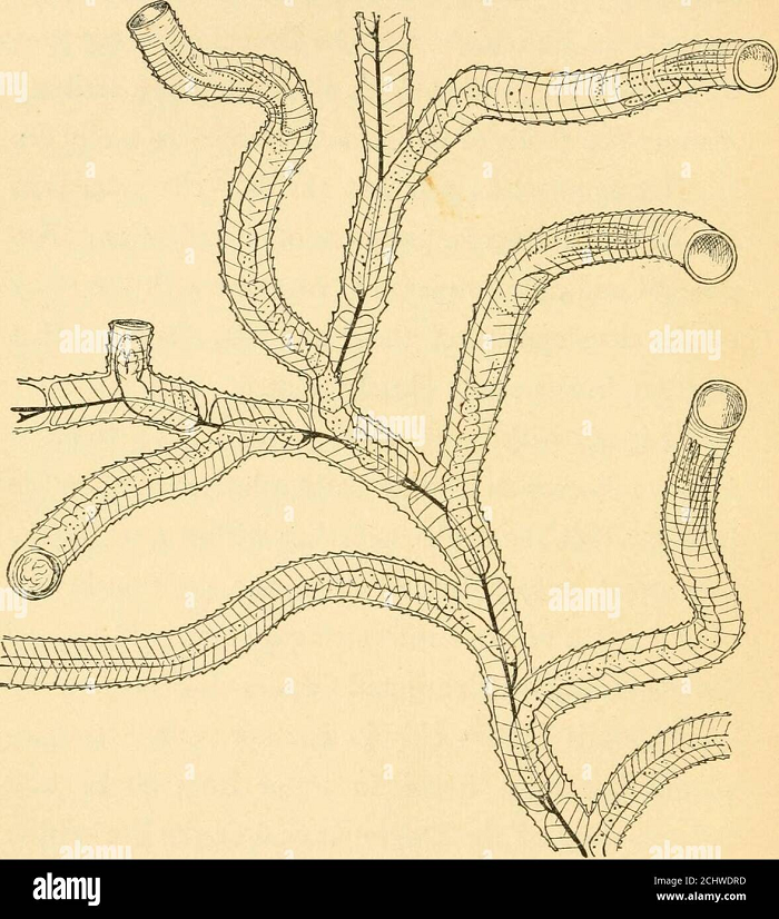 Các chuyên gia cho rằng, sinh vật cổ đại này đã bị diệt vong hoàn toàn. Thế nhưng, phát hiện mới đây nhất cho thấy loài Cephalodiscus vẫn còn tồn tại. Vì thế, việc tìm kiếm những con Cephalodiscus trong ngôi làng rất quan trọng, có giá trị nghiên cứu cao. Đó là lý do họ phải phong tỏa ngôi làng để phục vụ mục đích nghiên cứu.