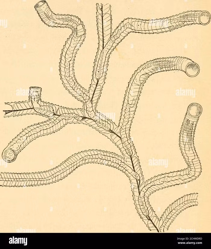Các chuyên gia cho rằng, sinh vật cổ đại này đã bị diệt vong hoàn toàn. Thế nhưng, phát hiện mới đây nhất cho thấy loài Cephalodiscus vẫn còn tồn tại. Vì thế, việc tìm kiếm những con Cephalodiscus trong ngôi làng rất quan trọng, có giá trị nghiên cứu cao. Đó là lý do họ phải phong tỏa ngôi làng để phục vụ mục đích nghiên cứu.