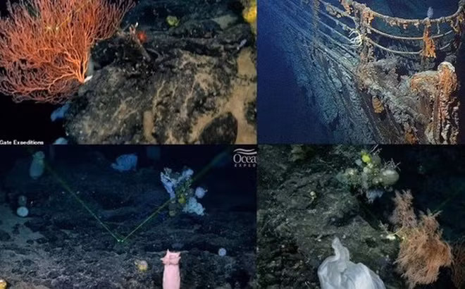 Đây là một phát hiện "vàng ròng" của các nhà thám hiểm đại dương bởi tìm thấy những thế giới bị cô lập như thế là rất hiếm hoi. Sinh vật vực thẳm thường rất kỳ lạ so với những gì chúng ta có thể tượng tượng được, cũng như có thể có những khác biệt trong di truyền và tiến hóa, thể hiện bức tranh vô song của cái gọi là đa dạng sinh học.