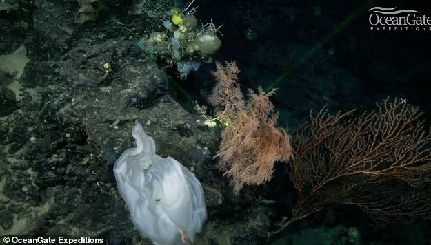 Cuộc thám hiểm mới được thực hiện bởi tổ chức OceanGate Expeditions, được thực hiện trong mùa hè vừa qua nhằm tìm hiểu những gì đang diễn ra ở nơi chôn vùi tàu Titanic - vốn bị chìm vào ngày 15/4/1912 khi va chạm với một tảng băng trôi.