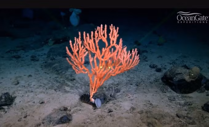 Tâm của khu vực có hệ sinh thái vực thẳm nằm cách nơi Titanic chìm khoảng 25 dặm, trải rộng trên một khu vực lớn với hàng ngàn sinh vật quái dị, là nhiều loài bọt biển, san hô, tôm, cá... phát triển mạnh.