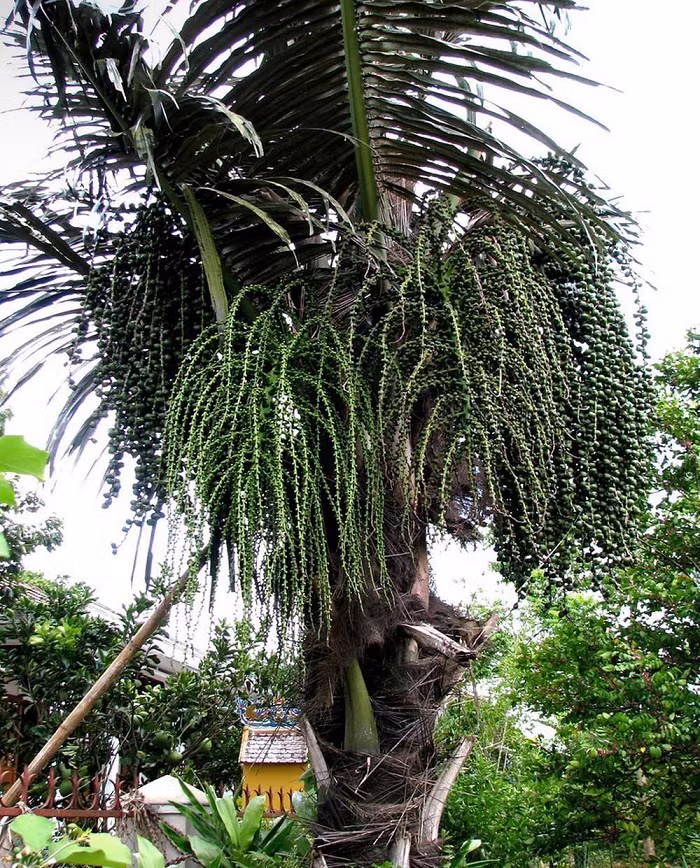 Vào khoảng từ tháng 3 đến tháng 6 trong năm, những cây đoác trên rừng bắt đầu trổ hoa. Tuy nhiên người dân phải đợi đến khi hoa già, sau đó cắt bỏ phần hoa và chừa lại phần cuống dài khoảng tầm 2 gang tay để không bị kết trái thì mới lấy được rượu.