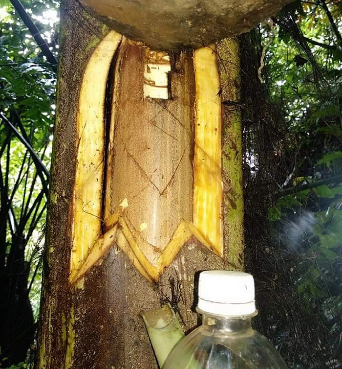 Có nhiều cách để lấy rượu đoác. Người A Rem thường dùng dao thật sắc xén phía trên ngọn, cố gắng làm sao cho vết cắt thật ngọt để ngọn cây đoác không bị thối và cho nhiều rượu trong thời gian dài.