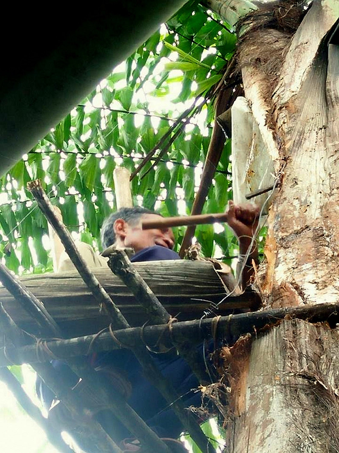 Lúc cây dao quắm vạt ngang qua ngọn cây cũng là lúc một thứ nước trắng đục tứa ra từ giữa lõi non. Khi chưa được ủ lên men, nước đoác có màu đùng đục như sữa, mùi nồng nồng, vị chua chua.