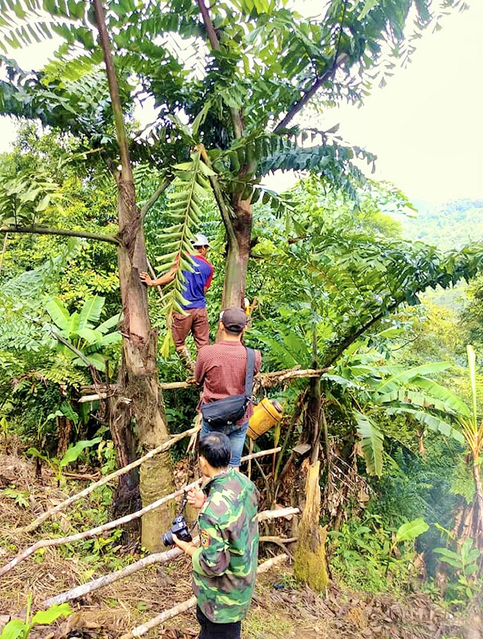 Nếu cây đoác lâu năm, không bị sâu, ngày đầu tiên có thể hứng được cả chục lít rượu. Mỗi cây đoác trưởng thành cho rượu khoảng 3 đến 4 tháng mới hết, sau đó đồng bào cho cây nghỉ lấy sức. Lần sau muốn lấy tiếp phải dùng dao hớt ngắn đi một đoạn giúp cây cho rượu mới.