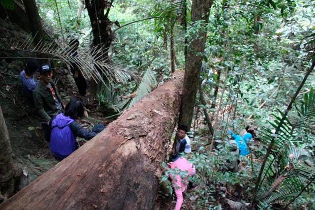 Tuy nhiên, rượu đoác rất dễ bị hư hỏng nên chỉ dùng được trong khoảng từ 1 - 2 ngày. Nếu cho vào tủ lạnh thì cũng chỉ có thể bảo quản đến ngày thứ 5 là sẽ bị chua. Chính vì vậy, nhiều du khách từ Quảng Nam, Đà Nẵng mặc dù rất thích nhưng sợ rượu hư nên cũng không dám mua về.