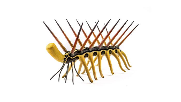  1. Hallucigenia sparsa (có nghĩa là "nằm mơ giữa ban ngày") được mô tả như sau: cơ thể hình ống, đứng với 7 đôi "chân dài" trên lưng, có một hàng "xúc tu" ở phía trước và 7 cặp chân dạng kìm ở dưới. Là sinh vật nhỏ, có kích thước chiều dài vài cm và chỉ dày hơn một sợi tóc.