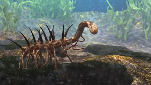 Theo nhưng nghiên cứu về sau, các nhà khoa học phát hiện ra rằng Hallucigenia sparsa là tổ tiên chung của giun nhung và là thành viên trong nhóm động vật ecdysozoan (gồm động vật chân đốt, giun nhung, gấu nước). Chúng có từ thời kỳ bùng nổ Cambri, giai đoạn hầu hết các nhóm động vật chính lần đầu tiên xuất hiện trên Trái Đất.