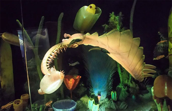  2. Anomalocaris: Một trong những sinh vật kỳ lạ nhất tiến hóa trong thời kỳ này là Anomalocaris bí ẩn. Nó được dịch gần nghĩa như là loài "tôm bất thường hoặc kỳ lạ", sinh vật này đã từng là động vật ăn thịt ở đỉnh vào thời của nó hơn nửa tỷ năm trước.