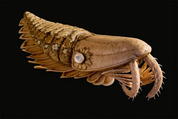 Sự khác biệt chính là trong khi Anomalocaris rõ ràng săn mồi trên các động vật không xương sống đồng bào của mình, Tamiscolaris là một trong những "bộ lọc thức ăn" đầu tiên trên thế giới, "chải các vi sinh vật ra khỏi biển với lông tinh tế trên các phần phụ phía trước của nó.