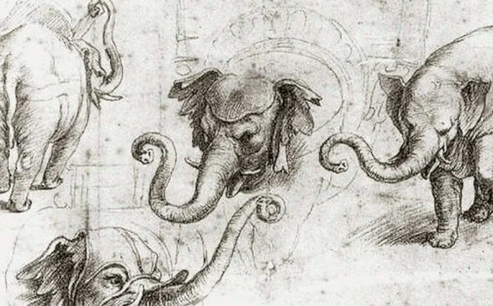 Nhưng đây không phải là xương hóa thạch: Đây là phần còn lại của một sinh vật đã chết gần đây. Trước sự ngạc nhiên của họ, các công nhân phát hiện ra rằng đây chính là bộ xương của một con voi, con voi đã được chôn cất một cách đáng kinh ngạc bên dưới Vatican.