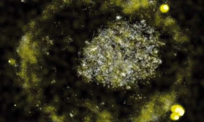 C. metallidurans phát triển mạnh trong đất chứa cả hydro và một loạt các kim loại nặng độc hại. Điều này nghĩa là vi khuẩn C. metallidurans không phải cạnh tranh nhiều với các sinh vật khác.