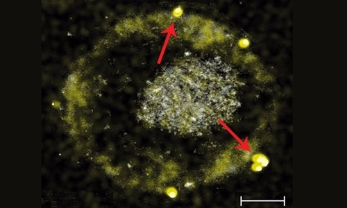 Nó có thể ăn các hợp chất vàng độc hại và biến chúng thành dạng kim loại của vàng mà không có bất kỳ mối nguy hiểm nào đối với cơ thể. Sau nhiều năm nghiên cứu, Reith đã biết chính xác cơ chế và cách thức mà C. metallidurans đã sử dụng để làm được điều này.