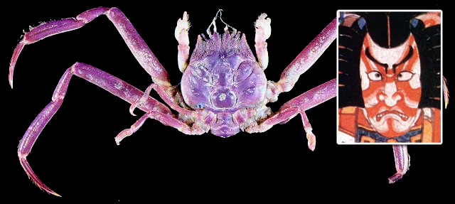 Quy tắc hải chiến thời đó quy định không bắn vào người lái thuyền, chỉ bắn chết võ sỹ samurai, tức là thành viên chiến đấu. Sở dĩ như vậy, vì người lái thuyền đều là dân chài, không phải quân lính, nếu bắn chết họ thì sau này họ sẽ không lái thuyền cho quân đội nữa, thủy quân cũng không hình thành nổi.