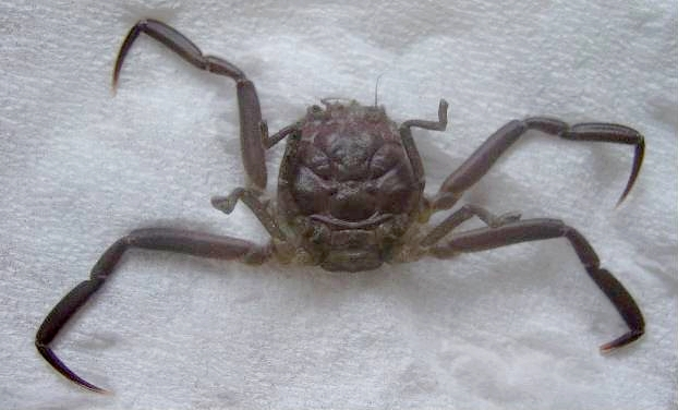 Tuy vậy, đến tận ngày này, khi bắt được những con cua Heikegani, những ngư dân Nhật Bản sẽ lại thả chúng xuống biển. Đây được coi là cách họ bày tỏ lòng tôn kính với những chiến binh Samurai thuộc bộ tộc Heike.