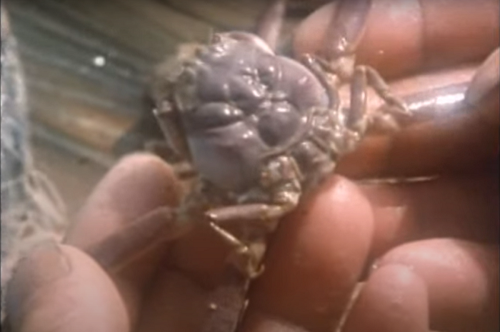 Tuy vậy, Yoshitsune vốn là người miền Ðông, không nghĩ xa tới tương lai thủy quân, nên đã phá lệ cũ, nhằm bắn người lái thuyền trước nhất.