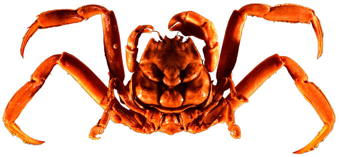 Nhà Minamoto chạm trán hạm đội nhà Taira tại en Shimonoseki, một khoảng nước nhỏ phân cách giữa đảo Honshu và đảo Kyūshū. Sau hàng loạt cung tên, sáp chiến bắt đầu. Thủy triều đóng vai trò quan trọng trong sự phát triển của trận đánh, ban đầu mang lợi thế cho nhà Taira, những thủy thủ kinh nghiệm và tài giỏi hơn, và sau đó là cho nhà Minamoto.