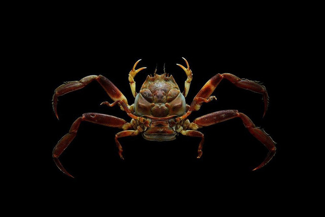 Cua Heikegani có tên khoa học là Heikeopsis japonica, là một loài cua bản địa của Nhật Bản. Chúng còn có tên gọi “cua mặt người” là bởi phần mai của loài cua này có hình dáng, đường nét của vân nổi giống hệt như khuôn mặt lúc giận dữ của những chiến binh Samurai.