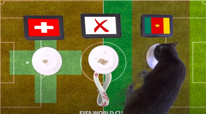 Sau không ít lần dự đoán chính xác trước đó, Mèo tiên tri Cass lần này vẫn tiếp tục đưa ra dự đoán với phần thắng nghiêng về Cameroon trong trận đấu tới đây, trong khi đó chim vẹt đã dự đoán chiến thắng thuộc về đội tuyển Thụy Sĩ.