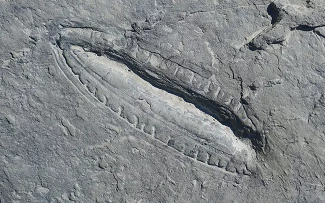 Để trả lời những câu hỏi này, Evans - một nhà nghiên cứu sau Tiến sỹ tại Virginia Tech, Mỹ và các đồng nghiệp đã biên soạn cơ sở dữ liệu về hóa thạch Ediacara mà các nhà nghiên cứu khác đã mô tả trước đây trong tài liệu khoa học, sắp xếp từng mục theo các yếu tố như vị trí địa lý, kích thước cơ thể và chế độ cho ăn.