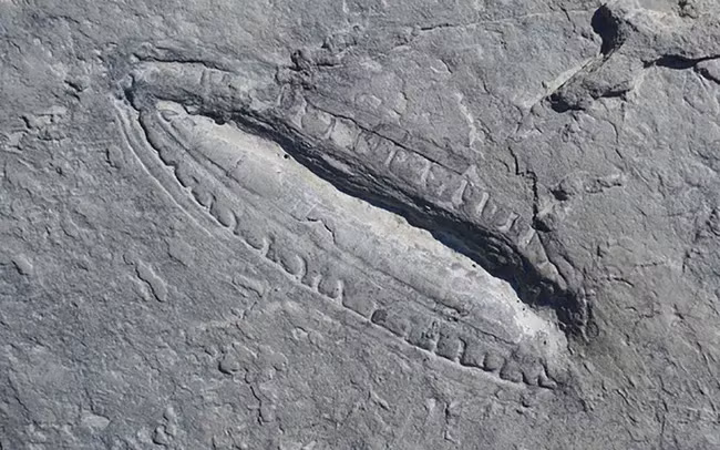 Để trả lời những câu hỏi này, Evans - một nhà nghiên cứu sau Tiến sỹ tại Virginia Tech, Mỹ và các đồng nghiệp đã biên soạn cơ sở dữ liệu về hóa thạch Ediacara mà các nhà nghiên cứu khác đã mô tả trước đây trong tài liệu khoa học, sắp xếp từng mục theo các yếu tố như vị trí địa lý, kích thước cơ thể và chế độ cho ăn.