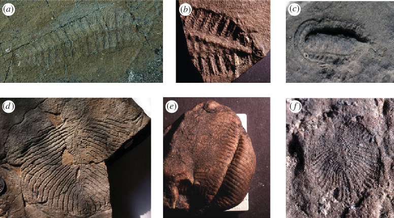 Vậy làm thế nào mà sinh vật Kỷ Ediacaran có thể tồn tại khi chúng không có các cơ quan hấp thu dinh dưỡng? Câu trả lời có thể là do cấu trúc mỏng dẹt của chúng. Một số nhà khoa học giả thiết rằng Ediacaran là một dạng màng tế bào có thể thẩm thấu dinh dưỡng trực tiếp từ nước biển. Điều này có thể liên quan đến những thay đổi căn bản về môi trường Trái đất từ khoảng 600 triệu năm trước đây khi các tảng băng khổng lồ bắt đầu tan.