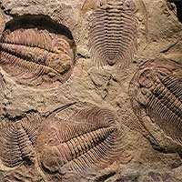 Một nghiên cứu mới cho thấy rằng, những hóa thạch bị mất tích vừa được tìm thấy đã chỉ ra sự kiện tuyệt chủng hàng loạt được biết đến sớm nhất trên Trái đất. Những cộng đồng động vật lớn, phức tạp đầu tiên đã bị giết chết do lượng oxy giảm mạnh trên toàn cầu - một phát hiện có thể có ý nghĩa đối với các hệ sinh thái đại dương hiện đại đang bị đe dọa bởi các hoạt động của con người.