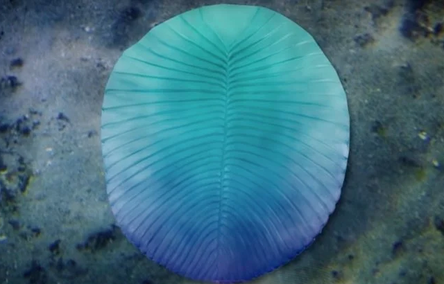 Sinh vật Ediacaran là bằng chứng của sự sống trong thời kỳ đầu của lịch sử Trái đất và chúng đại diện cho một thế giới khác - một thế giới cách biệt với chúng ta bởi thời gian.