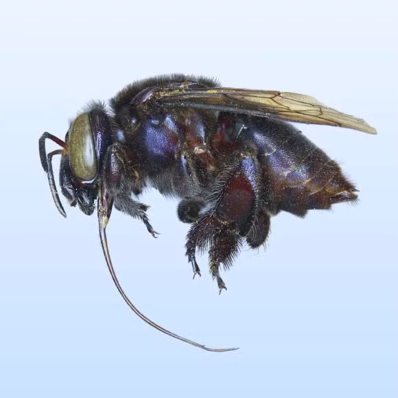 Phát hiện loài ong phong lan mới tại Mexico - Hình 3 Phat hien loai ong phong lan moi tai Mexico-Hinh-3