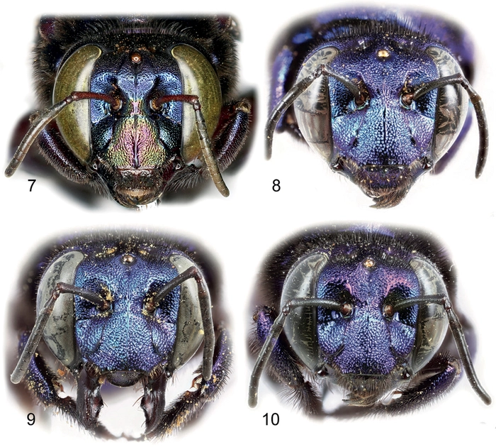 Phat hien loai ong phong lan moi tai Mexico-Hinh-2