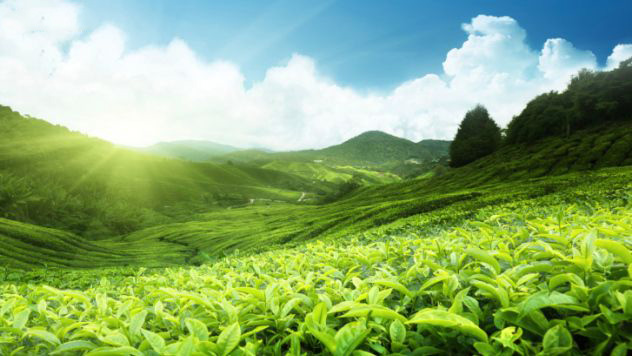 Sau đó, nơi ông cắt mí mắt đã mọc ra 1 cây trà. Theo tương truyền vì vùng ông tu gần 1 vườn trà nên bụi trà sau khi thu hoạch đã bay khắp nơi, trong đó có hang động và rơi vào mí mắt ông, giúp ông tỉnh suốt nhiều năm liền.