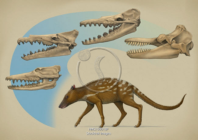 Nghiên cứu trên đã khẳng định tổ tiên của cá voi là một loài động vật nhỏ, có vú, sống trên cạn và ăn cây cỏ. Tuy nhiên, với quy luật thích nghi sinh tồn, loài này sau đó đã chuyển xuống môi trường nước để kiếm ăn và dần dần cấu tạo cơ thể cũng biến đổi theo để thích ứng hoàn toàn với môi trường sống.
