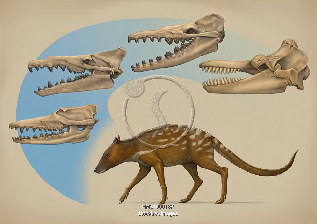 Nghiên cứu trên đã khẳng định tổ tiên của cá voi là một loài động vật nhỏ, có vú, sống trên cạn và ăn cây cỏ. Tuy nhiên, với quy luật thích nghi sinh tồn, loài này sau đó đã chuyển xuống môi trường nước để kiếm ăn và dần dần cấu tạo cơ thể cũng biến đổi theo để thích ứng hoàn toàn với môi trường sống.