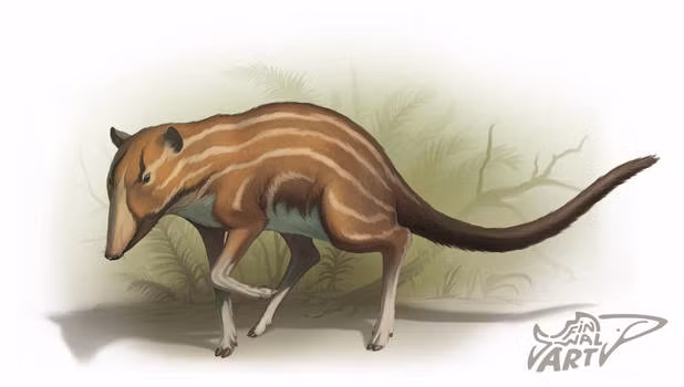 Họ phát hiện điểm đặc biệt giống nhau giữa hai loài này là cấu tạo xương sọ, tai và răng tiền hàm.