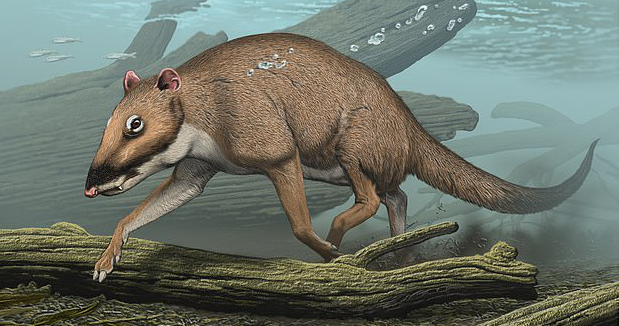 Tuy nhiên, nhà sinh vật biển Eric Comin đã nhìn thấy những hình ảnh về sinh vật này sau khi cặp vợ chồng chia sẻ trên mạng xã hội. Ông cho biết thứ kỳ lạ trông giống bàn tay này thuộc về loài động vật biển có vú, đó có thể là cá voi hoặc cá heo, con vật đại dương đã chết cách đây khoảng 18 tháng.