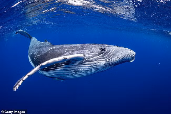 Cặp đôi đã quay phim và đặt chiếc dép xỏ ngón của mình bên cạnh bàn tay kỳ lạ với những ngón tay dài xương xẩu để thấy kích thước to lớn của nó. Leticia Gomes Santiago nói: "Nó có kích thước rất lớn. Chúng tôi không biết đó là loài vật gì, thậm chí còn tệ hơn nếu đó là sinh vật ngoài hành tinh".