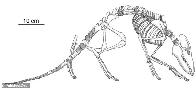 Cá voi, cá heo là hậu duệ của một loài động vật chắc nịch, có kích thước bằng con cáo với thân và đuôi thon dài. Sinh vật cổ xưa này đi lang thang trên đất liền và săn lùng thức ăn trong nước cho đến khi nó hoàn toàn sống dưới nước. Bằng chứng đầu tiên cho thấy cá voi tiến hóa từ động vật trên cạn phát hiện ở Pakistan vào năm 2008.
