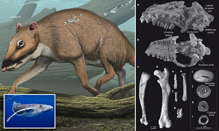 Thêm vào đó, cấu tạo răng của Indohyus cũng có chất đồng vị oxy tương tự những loài động vật sống dưới nước và là một bằng chứng cho thấy đây là loài sống chủ yếu dưới nước. Do bơi không giỏi, Indohyus thường kiếm ăn ở những vùng nước nông. Cấu tạo xương nặng giúp chúng có thể giữ thăng bằng trong một thời gian khá dài.