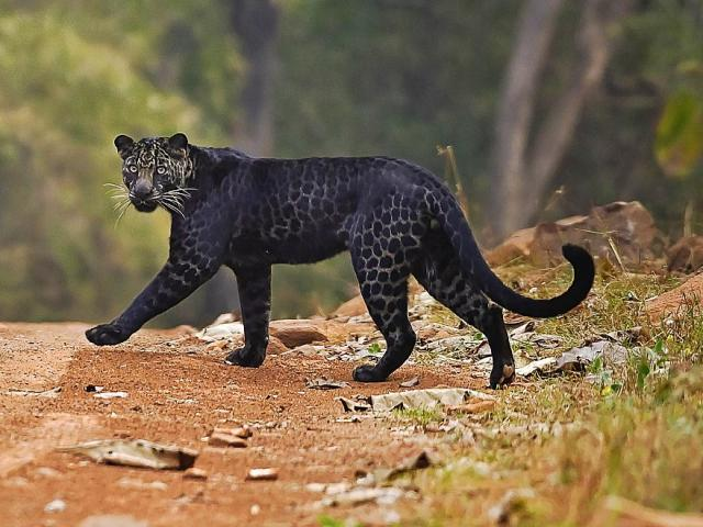  4. Báo đen có móng vuốt có thể thu vào: Một trong những tính năng đáng chú ý của bộ supersuit của Black Panther là những móng vuốt vibranium có thể thu vào được gắn vào các đầu ngón tay của bộ đồ đóng vai trò là phương thức chiến đấu chính của anh hùng trong khi tấn công và khuất phục kẻ thù.