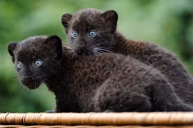 Khả năng rút lại của móng vuốt đảm bảo chúng luôn được bảo vệ; nếu móng vuốt của báo đen bị đưa ra ngoài trong thười gian dài, chúng sẽ trở nên xỉn màu hoặc có thể bị gãy. Saffoe nói: “Nếu móng vuốt của chúng không rút lại, chúng sẽ không thể bám chặt lấy con mồi, và chúng sẽ không thể trèo lên cây”.