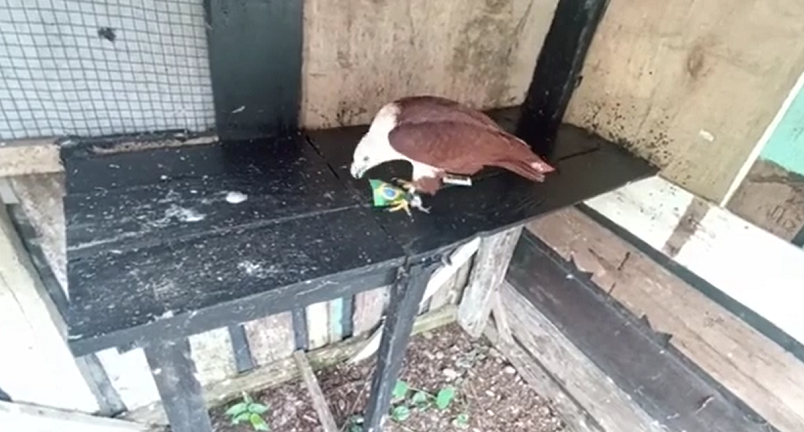 Thần rùa Super Turtle Predictions đang là "ngôi sao mạng xã hội" với nhiều dự đoán tỉ số chính xác trong các giải bóng đá ngoại hạng Anh, Pháp, cúp C1, hay Olympic Tokyo 2020, Copa America 2021.