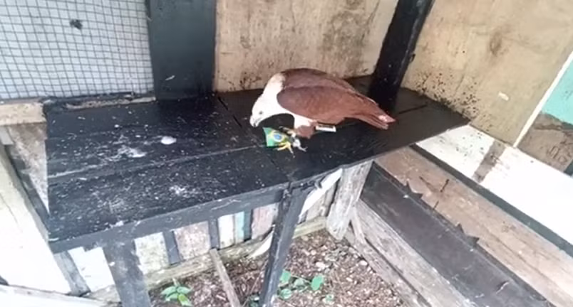 Thần rùa Super Turtle Predictions đang là "ngôi sao mạng xã hội" với nhiều dự đoán tỉ số chính xác trong các giải bóng đá ngoại hạng Anh, Pháp, cúp C1, hay Olympic Tokyo 2020, Copa America 2021.