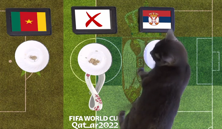 Trước trận đấu Cameroon vs Serbia, nhà tiên tri động vật là chú mèo Cass trổ tài dự đoán bóng đá với chiến thắng nghiêng về đội tuyển Serbia.
